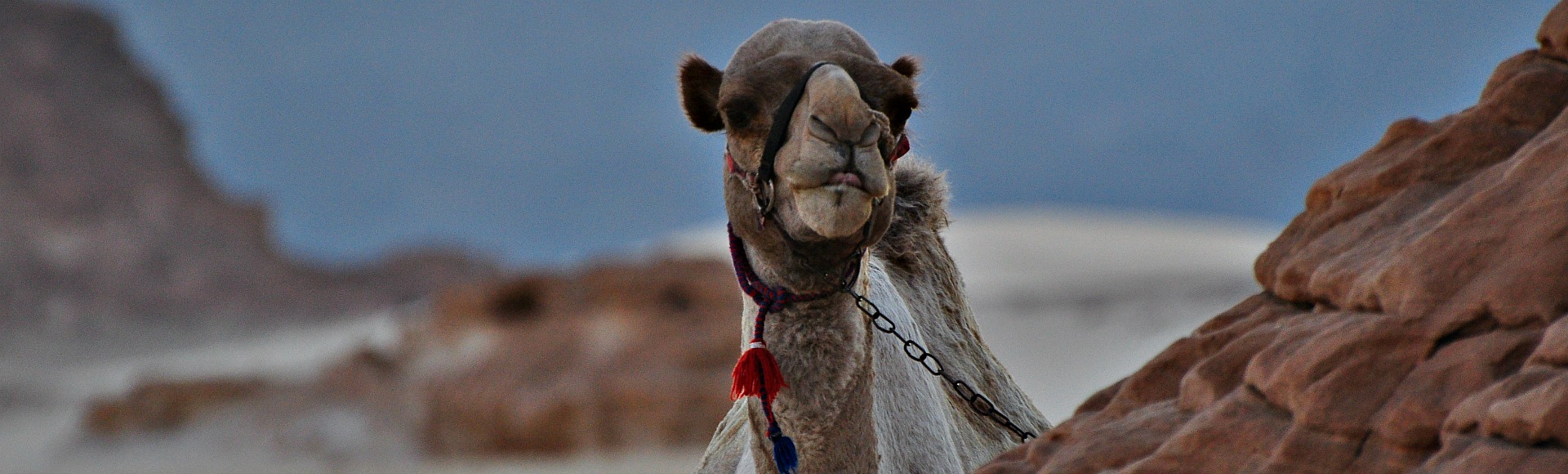 DesertJoy nomadisch reizen Asfur Barka