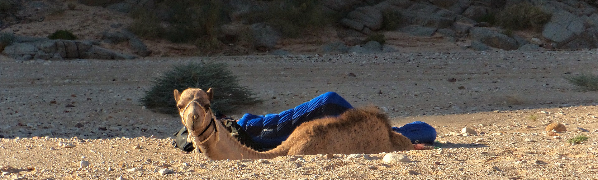 wakker worden in de woestjn DesertJoy