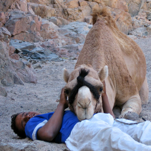 liefde voor kamelen DesertJoy