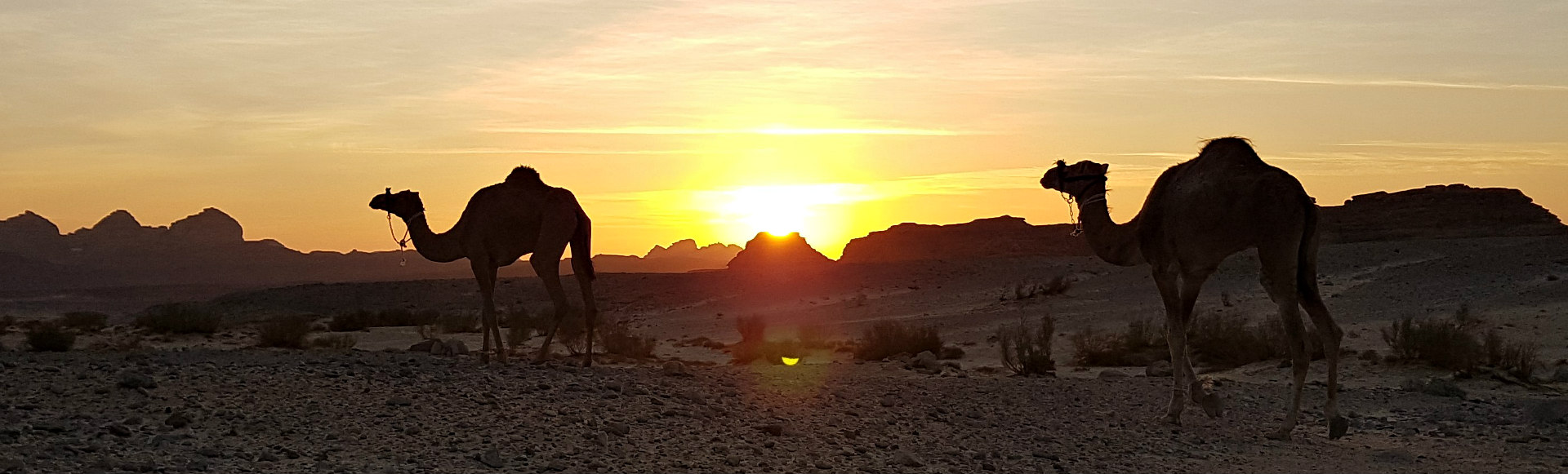 stichtingdalel voor kamelenwelzijn in zuid sinai