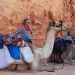 Kamelen bij DesertJoy