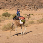 img 20241101 wa0070 jolanda vriend door nicole Gastenboek DesertJoy