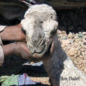 Ibn Dalel