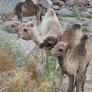 grazende kleine kamelen