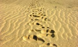 Sporen in het zand van de kamelen in de Sinaï woestijn