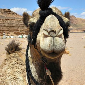 kameel portret Bilhen