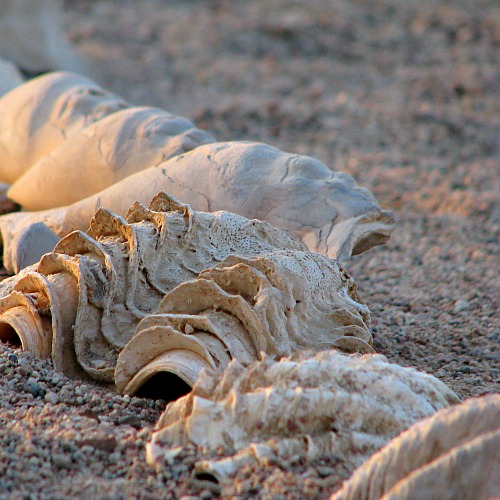 Praktische info Woestijnreizen DesertJoy