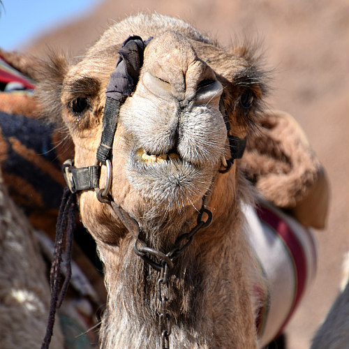 kameel jamila van joyce