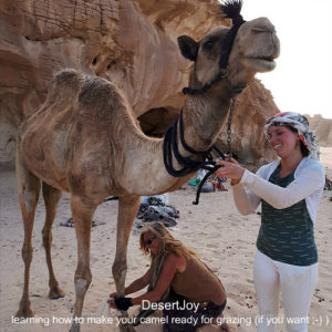 learning how to make your camel ready for grazing desertjoy