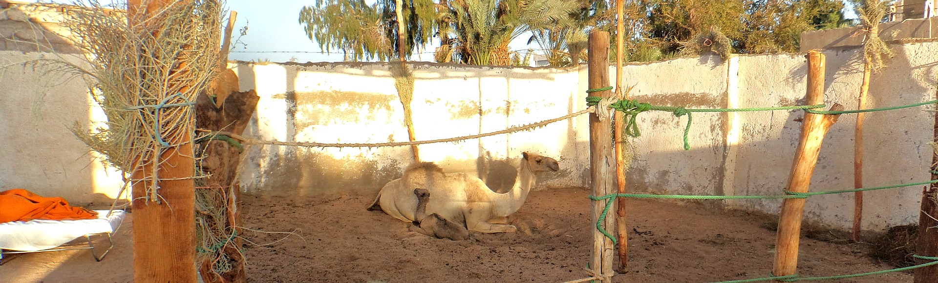 Thuisgeboren kameel Abden