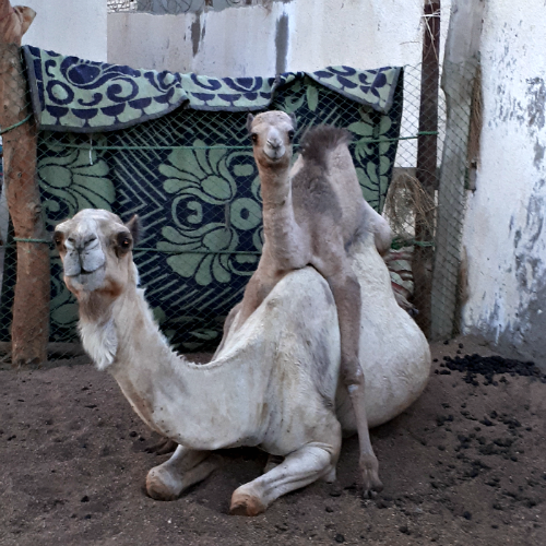 kameel Dalele van Joyce DesertJoy